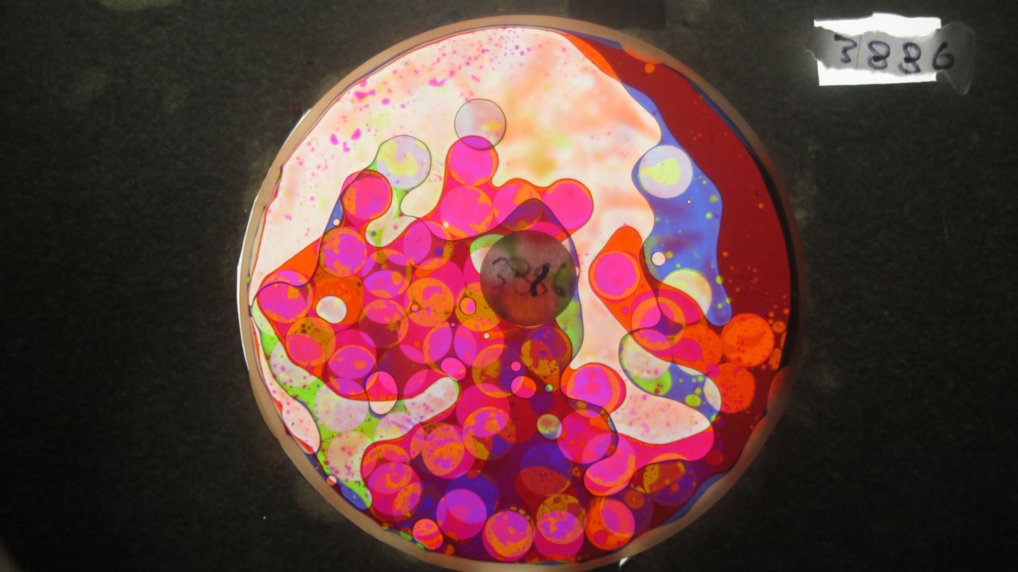 BV3886 bubble vision oil wheel